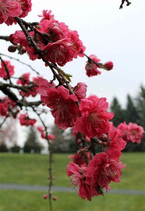 double flowering peach tree